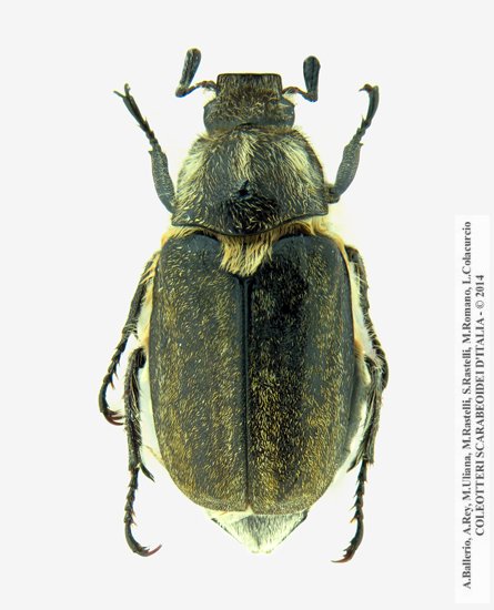 Anoxia scutellaris sicula, maschio 